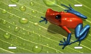 Frog On A Leaf License Plate